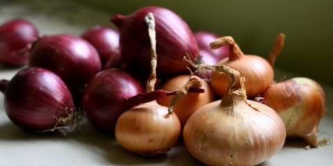 Pravilna sadnja luka u proleće na glavi